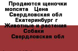 Продаются щеночки мопсята › Цена ­ 21 000 - Свердловская обл., Екатеринбург г. Животные и растения » Собаки   . Свердловская обл.
